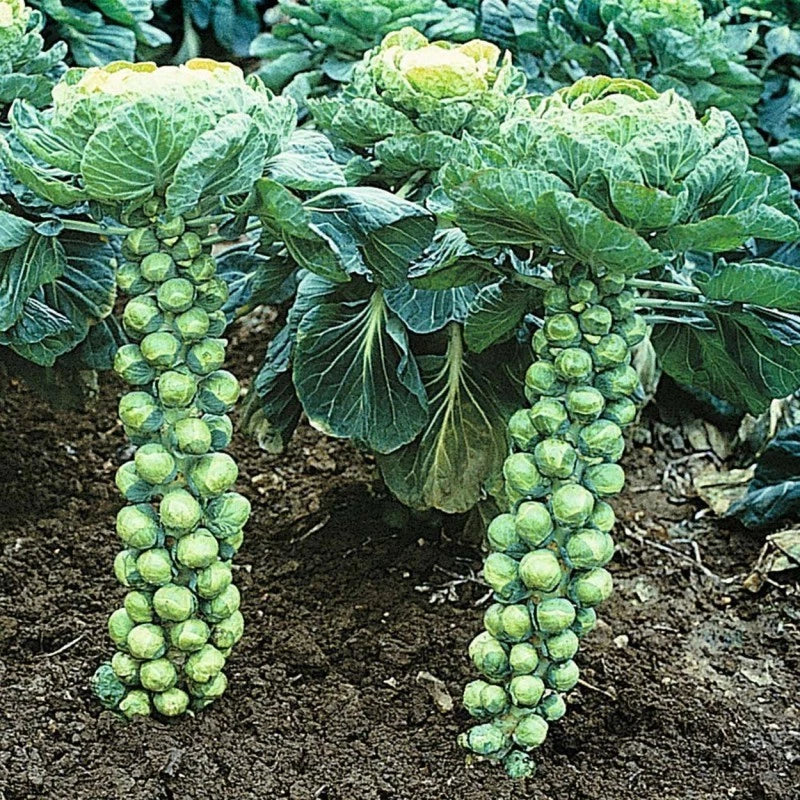 Brussels Sprout Seeds - Organic Heirloom Catskill Variety - Non-GMO, 400+ Seeds for Home Garden & Container Cultivation