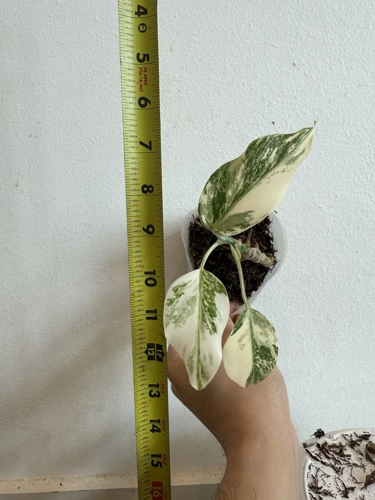 Rooted Variegated Monstera Albo Borsigiana Plant - Rare Indoor Houseplant, Monstera Deliciosa Albo, Variegated Tropical Foliage