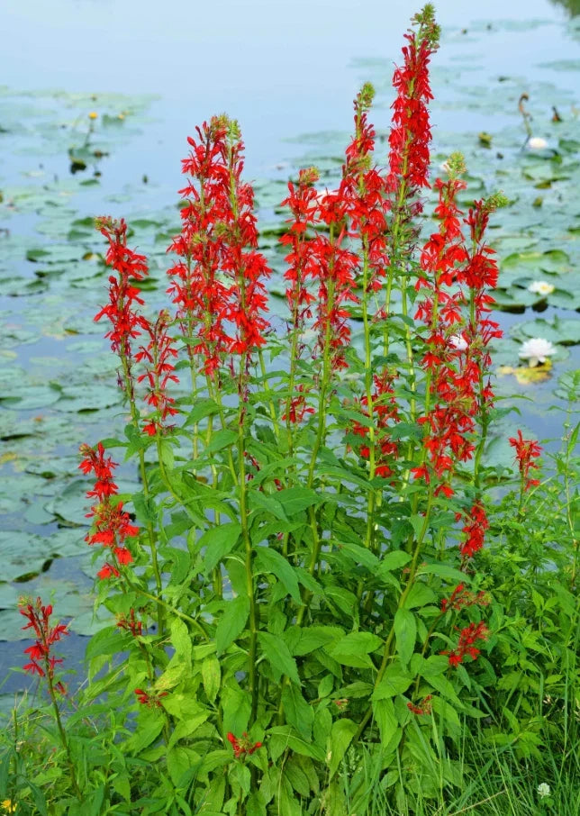 Red Cardinal Flower Roots - 5 Fresh Lobelia cardinalis Plants for Garden, Attracts Hummingbirds, Moist Soil, Not for AK, HI, PR