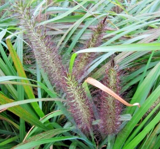 Black Fountain Grass Bare Roots, Variegated Green Pennisetum Alopecuroides var. viridescens, Ornamental Plant for Garden Borders and Containers