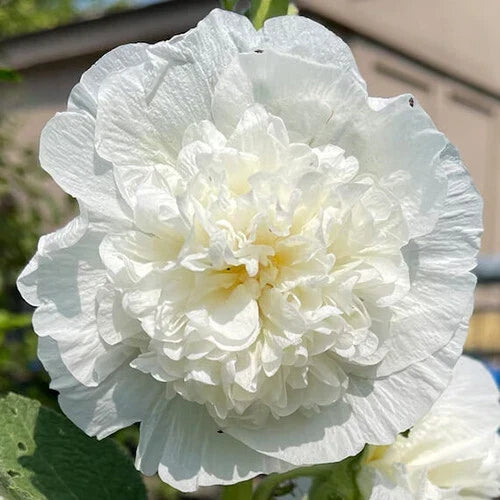 Hollyhock Seeds | Heirloom Chaters Double White | Alcea rosea, 5-inch Double White Flowers, Cottage Garden Perennial Seed
