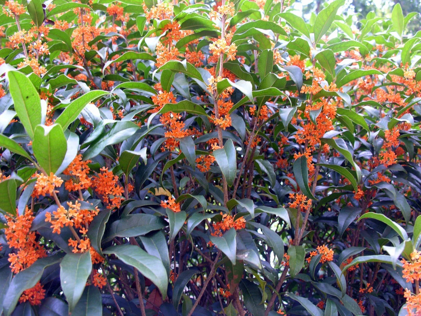 Fragrant Tea Olive Plant - Rooted Starter - Osmanthus fragrans Apricot Echo - Compact Garden or Indoor Plant