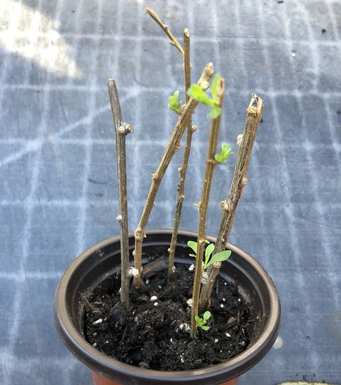Goji Berry Plant Cuttings in Pot – Live Lycium barbarum for Gardening and Container Growing