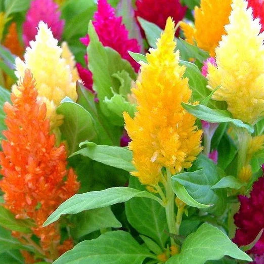 Pampas Plume Celosia Seeds Mix | Non-GMO Flower Seeds for Borders & Arrangements | Celosia argentea Seed Pack