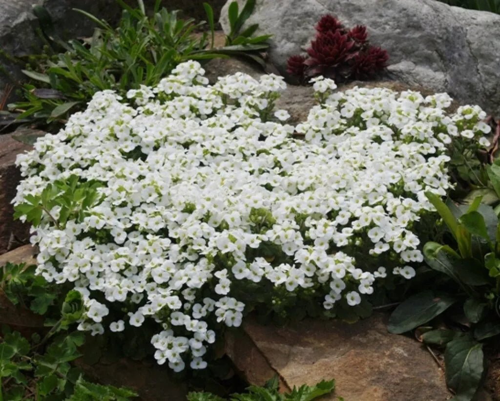 465 Seeds - White Alpine Rockcress Flower - Arabis alpina - Perennial Ground Cover for Gardens and Borders