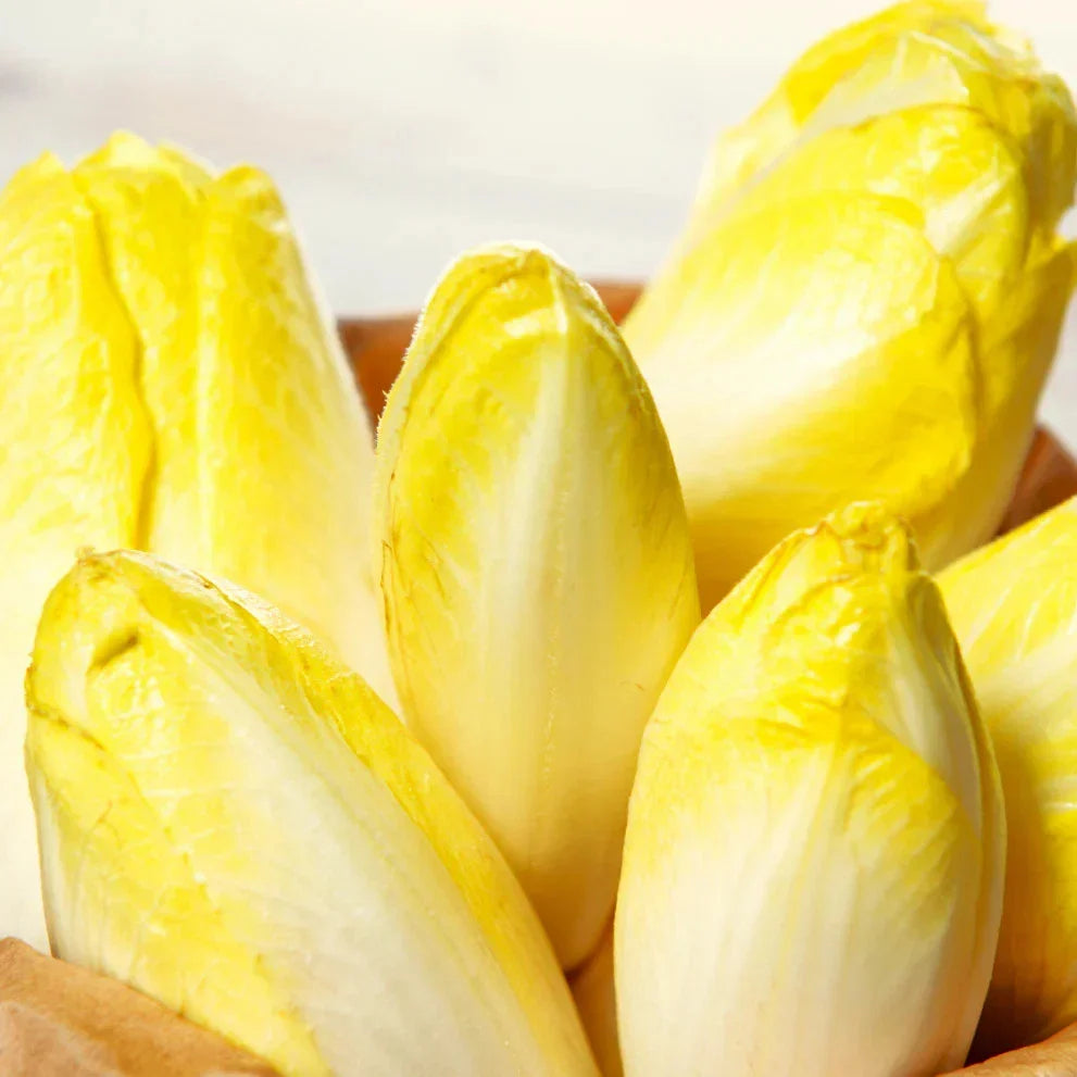 Belgian Endive Seeds - Pale Yellow White Witloof Chicory for Salad & Cooking - Cichorium intybus var. foliosum Seed Packet