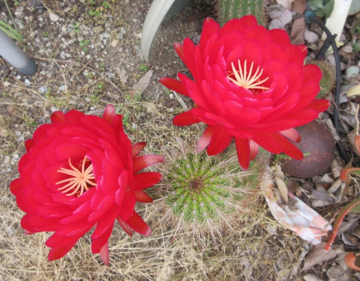 Echinopsis 'Fuete de Sangre' Cactus Cutting - Rare Succulent with Red Flowers for Indoor & Outdoor Gardens