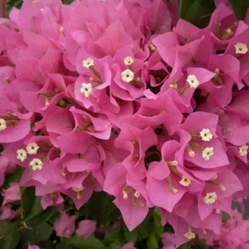 Bougainvillea Starter Plant VERA PINK | Well Rooted Plug | Bougainvillea spectabilis | Drought-Tolerant Climbing & Ground Cover