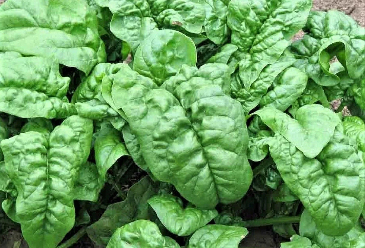 Noble Giant Spinach Seeds - 100+ Non-GMO Spinacia oleracea for Home Gardening, Large Tender Leaves, Easy to Grow