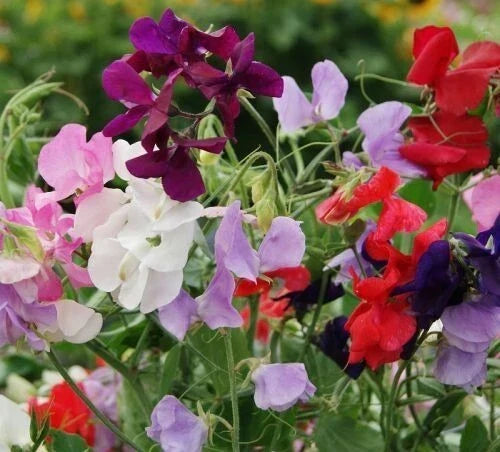 Dwarf Sweet Pea Seeds - 20+ BIJOU Royal Mix Heirloom Wildflowers - Lathyrus odoratus, Fragrant, Climbing, Container-Friendly