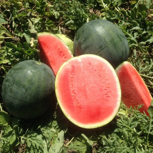 Belmont Watermelon Seeds Pack - Citrullus lanatus, 50+ Non-GMO Seeds for Home Garden, Juicy, Sweet Watermelons