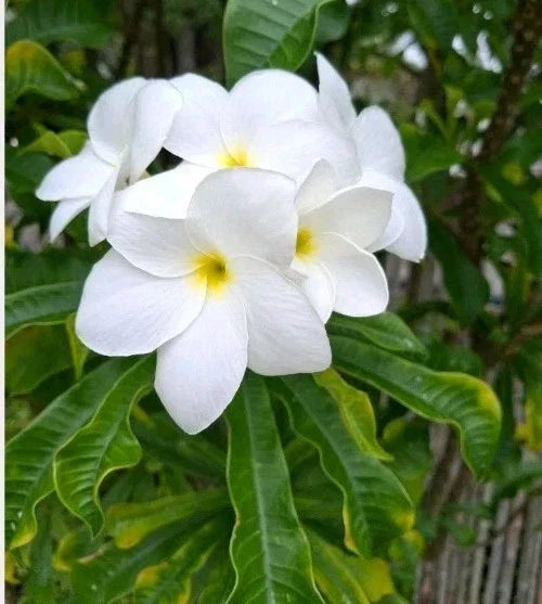 Plumeria Cutting 10" Snow Bridal Bouquet Arrow Frangipani Tropical Flowering Plant Plumeria pudica