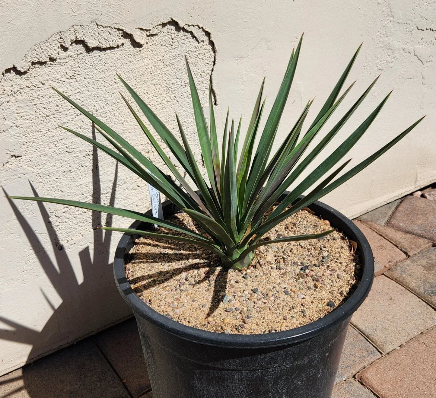 Yucca Plant - Live Rooted Spanish Bayonet - Yucca Aloifolia - Hardy Outdoor Garden Plant for Houston, Texas