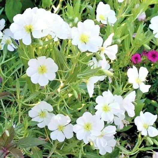 Pale Evening Primrose Flower Seeds - Drought Tolerant Wildflower - Oenothera pallida - 301+ Seeds for Garden, Groundcover & Pollinator Attracting