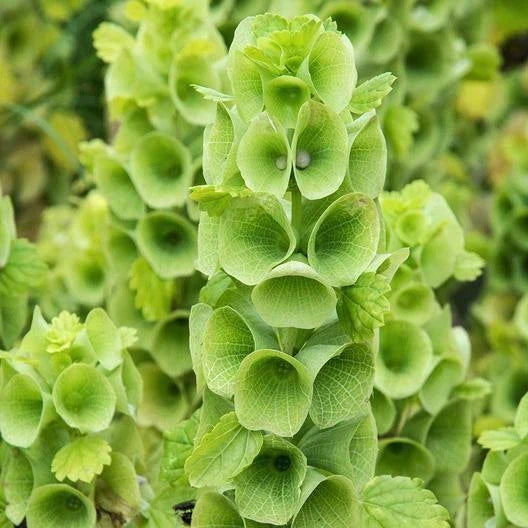 Bells of Ireland Seeds - 100 Heirloom Non-GMO Cut Flower Seeds for Dried Arrangements - Green Floral Variety - Molucella laevis