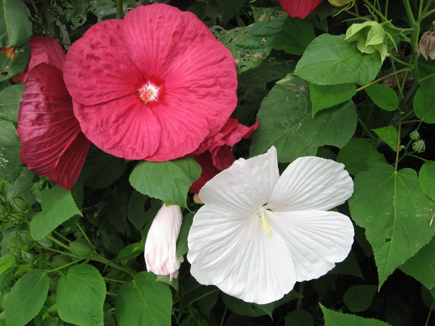 Rose Mallow Seeds 270 Pack | Hibiscus moscheutos | Heavy Bloomer, Attracts Pollinators