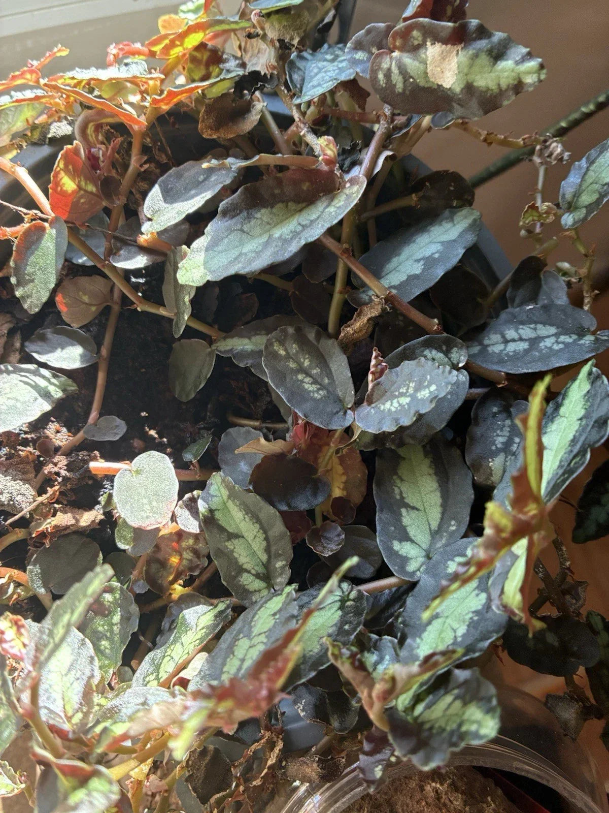 Rare Polynesian Ivy Trailing Watermelon Vine - Pellionia Repens Indoor Houseplant, Unique Tropical Foliage, Low Maintenance, Indoor Decor