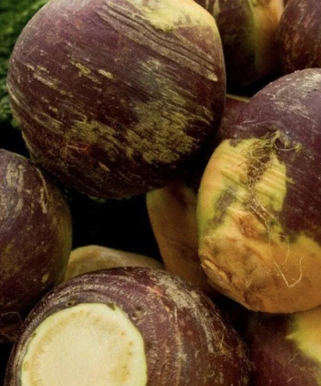 Rutabaga Seeds 2,000 Count American Purple Top Non-GMO Brassica napus Vegetable Garden Seeds