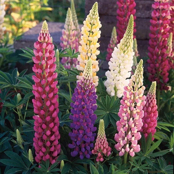 25 Mixed Lupine Seeds for Gardens | Perennial Hardy Flowers | Lupinus spp. | Pollinator Attracting, Easy to Grow
