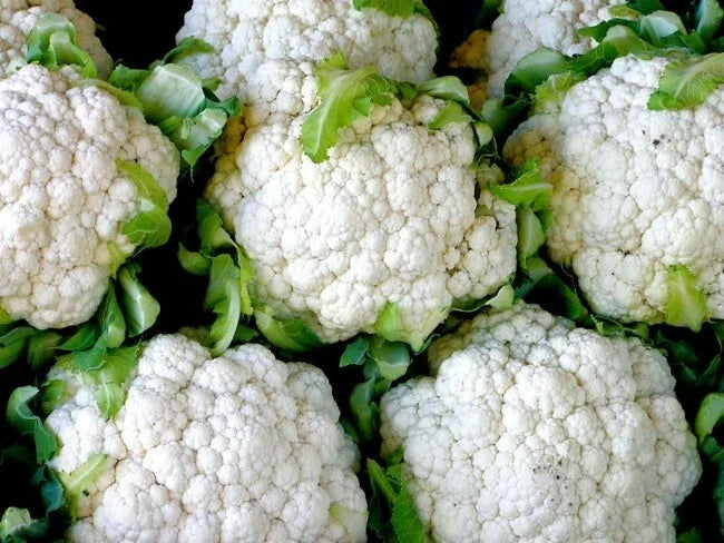 Cauliflower Seeds 1/4 Lb Snowball Y Improved Heirloom Vegetable Brassica oleracea