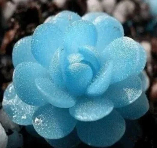 Blue Succulent Seeds - 50 Pack Echeveria spp. Rare Indoor Mini Cactus for Gardening & Home Decor