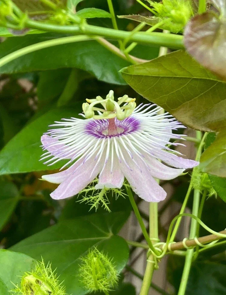 Passiflora Vine Cuttings 25 Pieces 7 Inches Butterfly Host Plant Passiflora spp. for Garden, Pollinator Attracting Climbing Plant