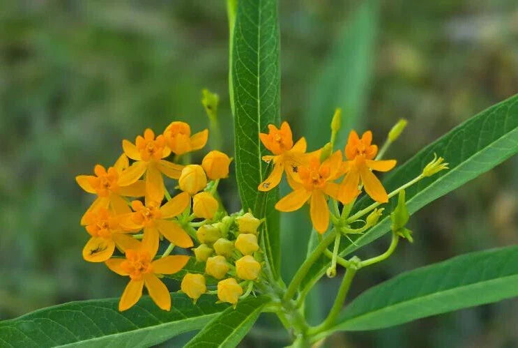 Yellow Milkweed Seeds, Asclepias tuberosa, Butterfly Attractant, Florida Naturalized, Perennial, 15 Pack