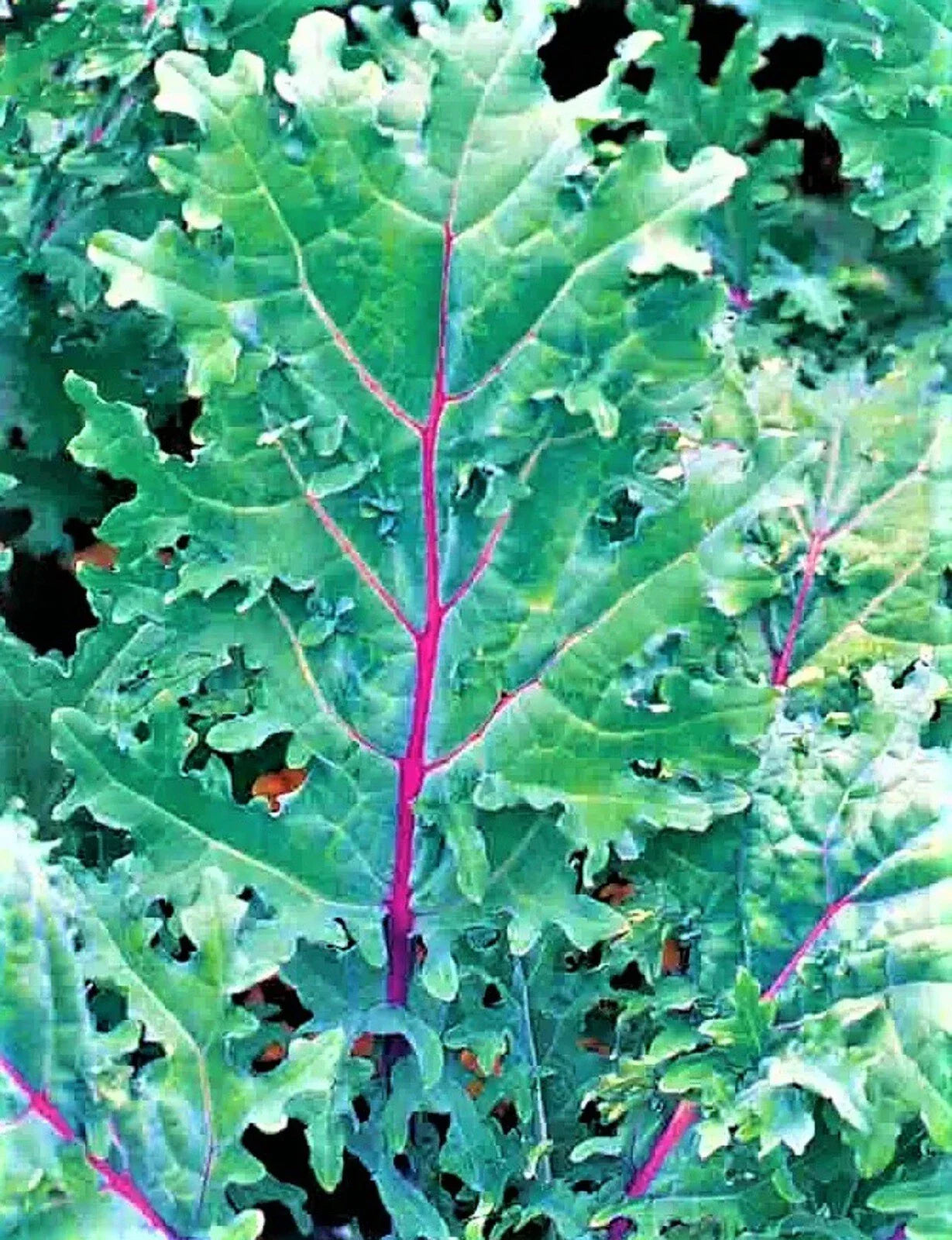 Red Russian Kale Seeds - Non-GMO Brassica napus Var. sabellica for Organic Gardening, Salad Greens & Nutritional Cooking