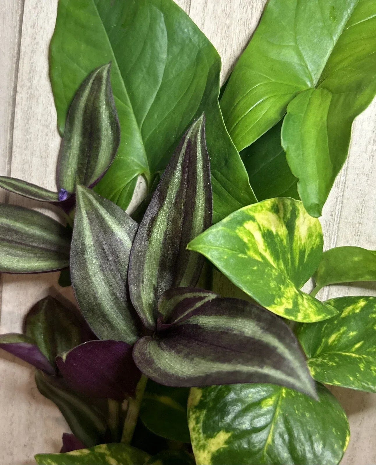 15 Rooted Houseplant Cuttings - Wandering Jew, Arrowhead Vine, Pothos - Tradescantia zebrina, Syngonium podophyllum, Epipremnum aureum