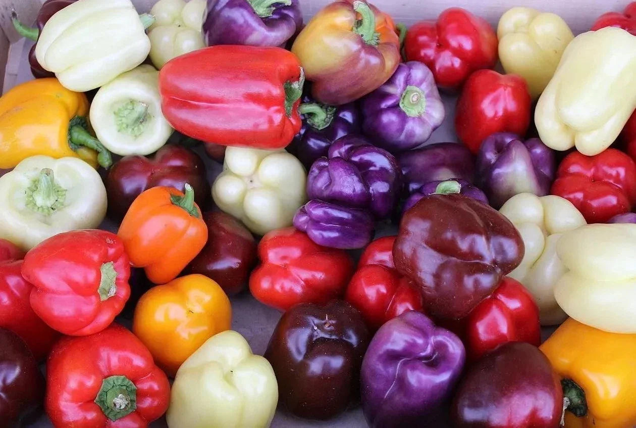 Rainbow Bell Pepper Seeds Mix – 120+ Non-GMO Heirloom Seeds for Home Gardening, 7 Colorful Varieties, Capsicum annuum