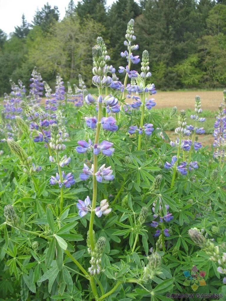 Riverbank Lupine Seeds - 25+ Pack, Lupinus rivularis, Blue & Purple Flowers, Attracts Pollinators, Garden Planting, USA Grown