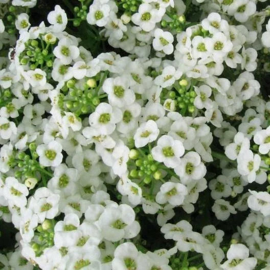 Sweet Alyssum Seeds, Lobularia maritima, White Heirloom, Perennial Flower, Non-GMO, 1000 Seeds for Borders, Rock Gardens & Containers