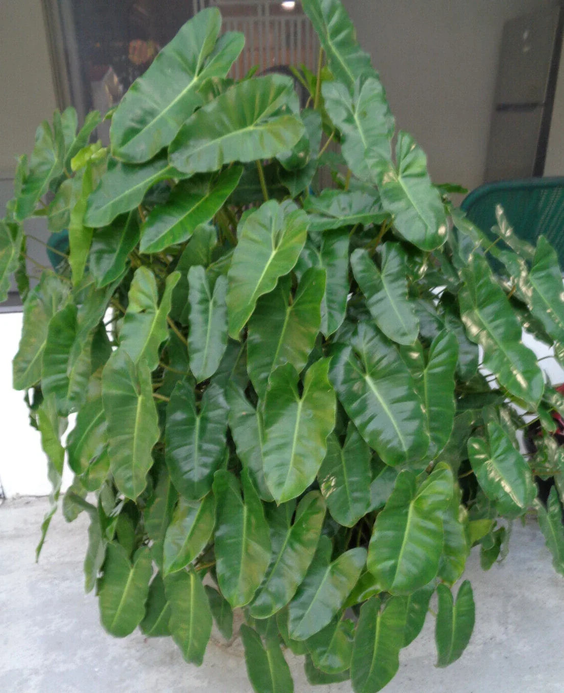 Burle Marx Philodendron Plant 10-12 Inches Well Rooted Indoor Outdoor Philodendron spp. Bare Root Green Foliage