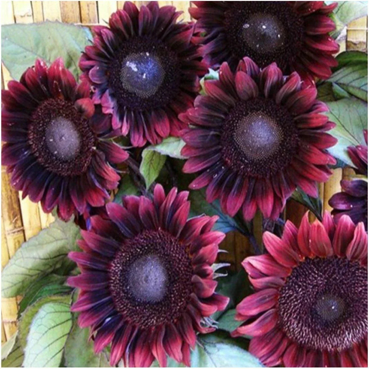ProCut Red Sunflower Seeds - 25 Perennial Helianthus annuus for Gardens, Borders, and Cut Flowers