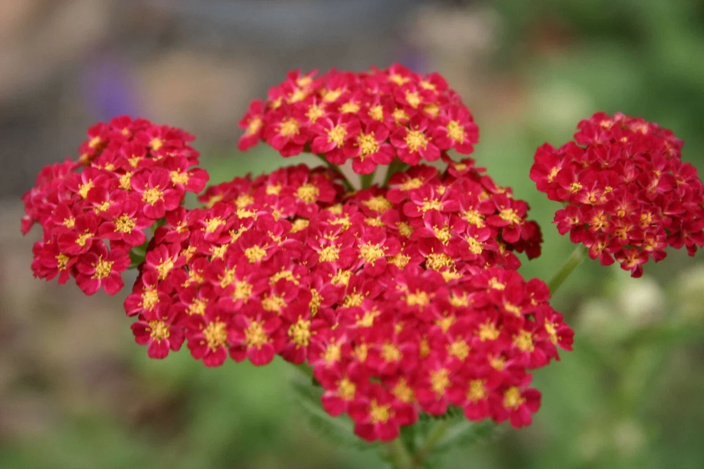 Red Yarrow Flower Seeds - Perennial Wildflower for Pollinators, Achillea millefolium, Native Plant, Garden, 1000+ Seeds