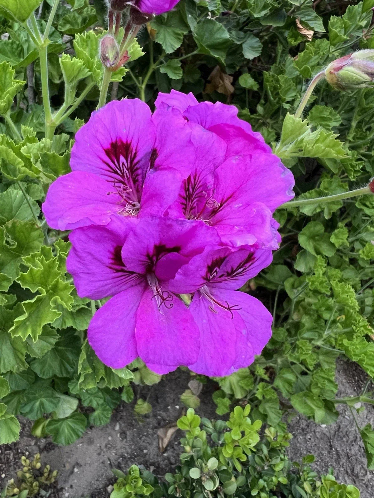 Purple Pelargonium Cuttings - Fancy Regal Geranium x hortorum, 6-inch Live Plants for Garden & Container Decor