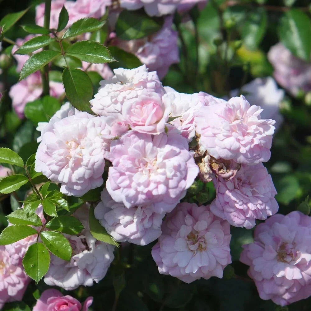Rural England Rose Plant Cuttings - 4 Live Rosa 'Rural England' Flower Cuttings for Garden, Fragrant Pink Blooms