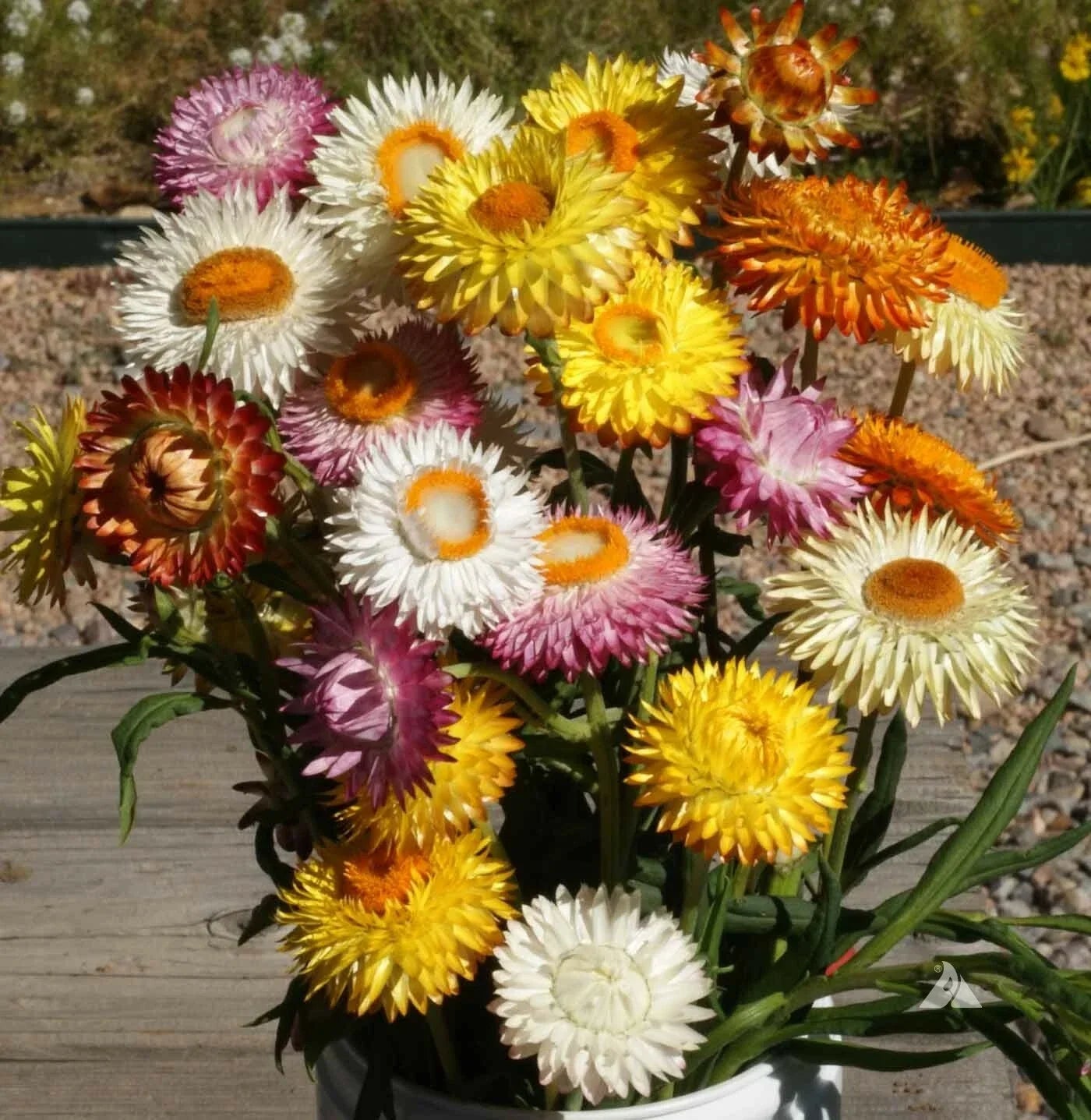 Tall Strawflower Seeds – Mixed Colors, 500 Non-GMO Xerochrysum bracteatum for Cut Flowers & Dried Bouquets
