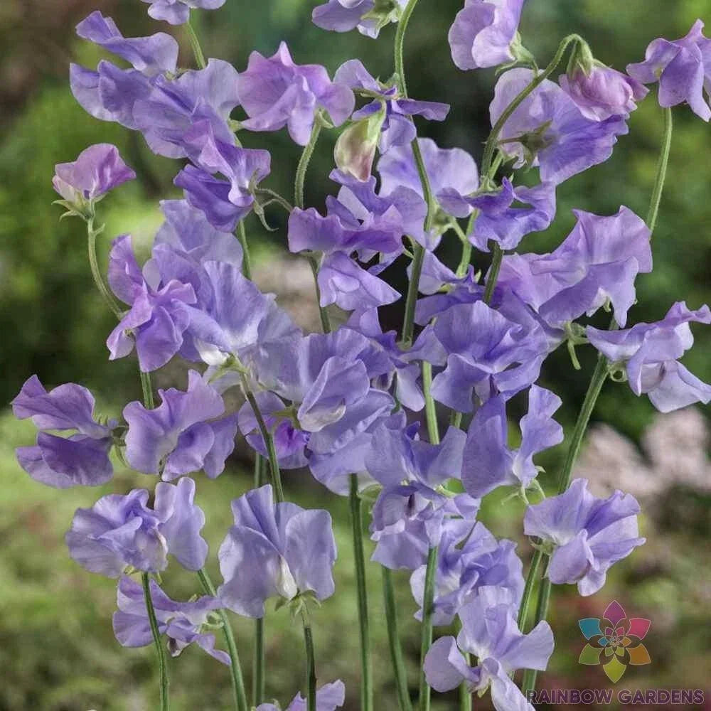 Royal Lavender Sweet Pea Seeds - 50+ Lathyrus odoratus Climbing Vine for Garden, Fragrant Blooms, Pollinator Attractant, Full Sun to Partial Shade