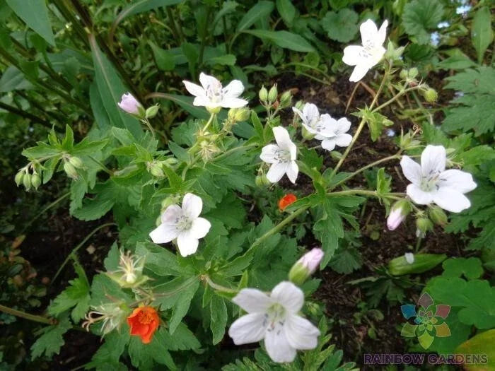 Trevor's White Geranium Seeds, Pelargonium x hortorum, Perennial, Garden Planting, White Blooms, Non-GMO, USA Grown