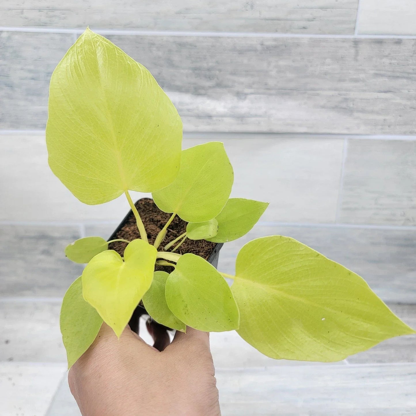 Philodendron Warscewiczii Snowflake 3" Live Tropical Houseplant, Rare Variegated Aroid for Indoor Decor