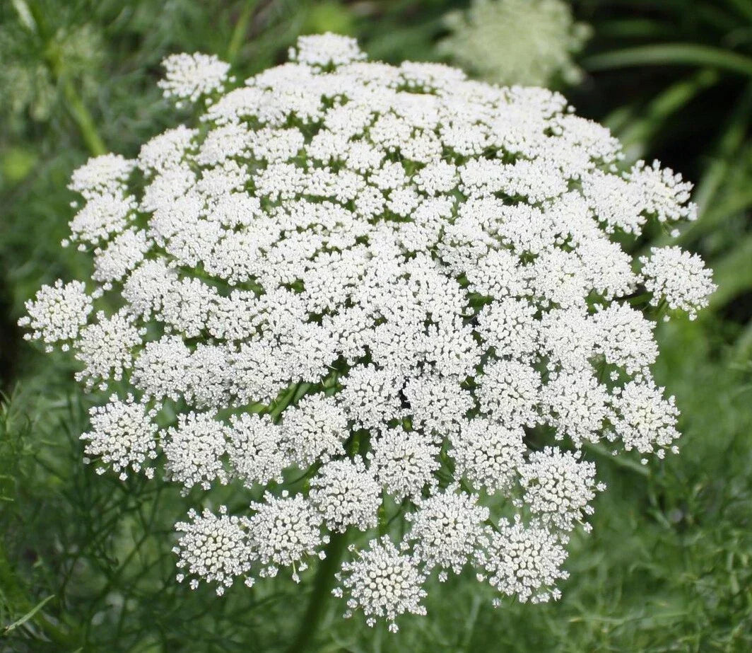 Bishop Flower Seeds 1001+ Wildflower Queen Anne's Lace Daucus carota for Summer Garden & Container Planting