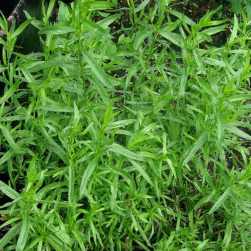 Russian Tarragon Seeds - 1,500 Heirloom Non-GMO Herb Seeds for Culinary Gardens - Artemisia dracunculus