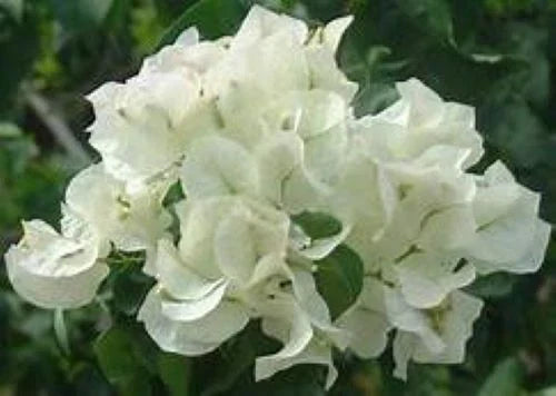 Bougainvillea Starter Plant - Keywest White - Bare Root Tropical Flowering Plant for Garden, Well-Rooted, Hardy, Vibrant Color