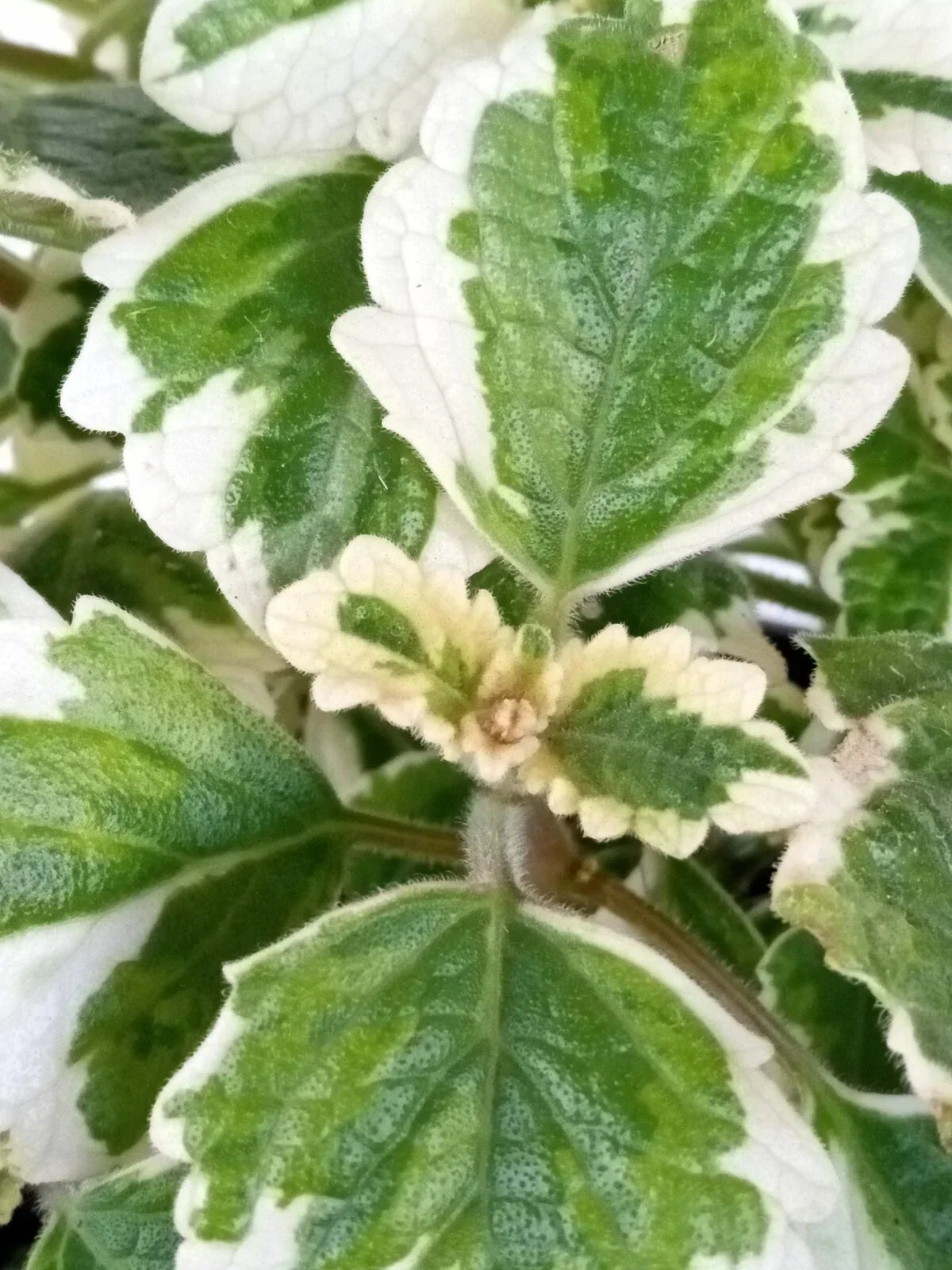 Variegated Swedish Ivy Plant - Live Rooted Houseplant - Plectranthus coleoides - Indoor Greenery, Trailing, Low Maintenance