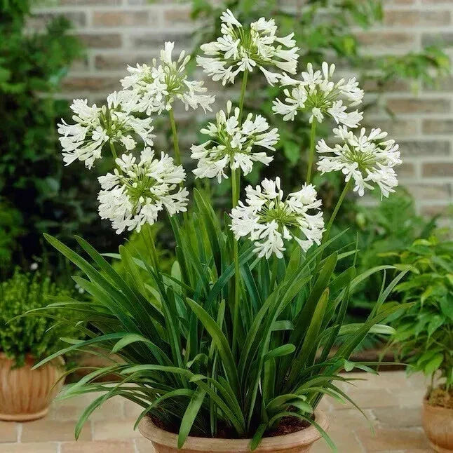 Agapanthus Seeds - 40 White Lily of the Nile Seeds - Low-Maintenance Perennial - Agapanthus africanus