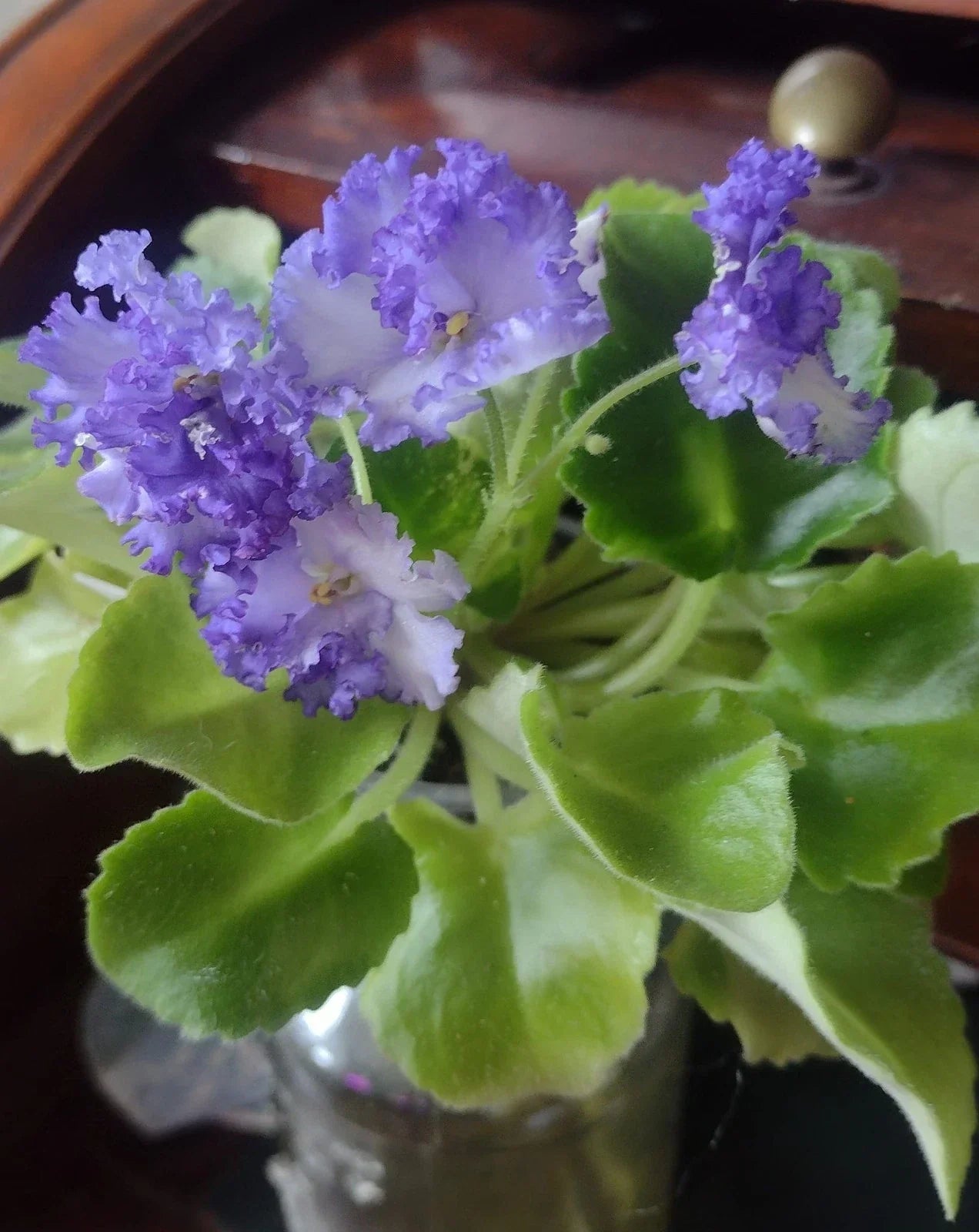 African Violet Fresh Cut Unrooted Leaves 2 Pack LE Zoryane Syajvo for Propagation, Plant Lovers