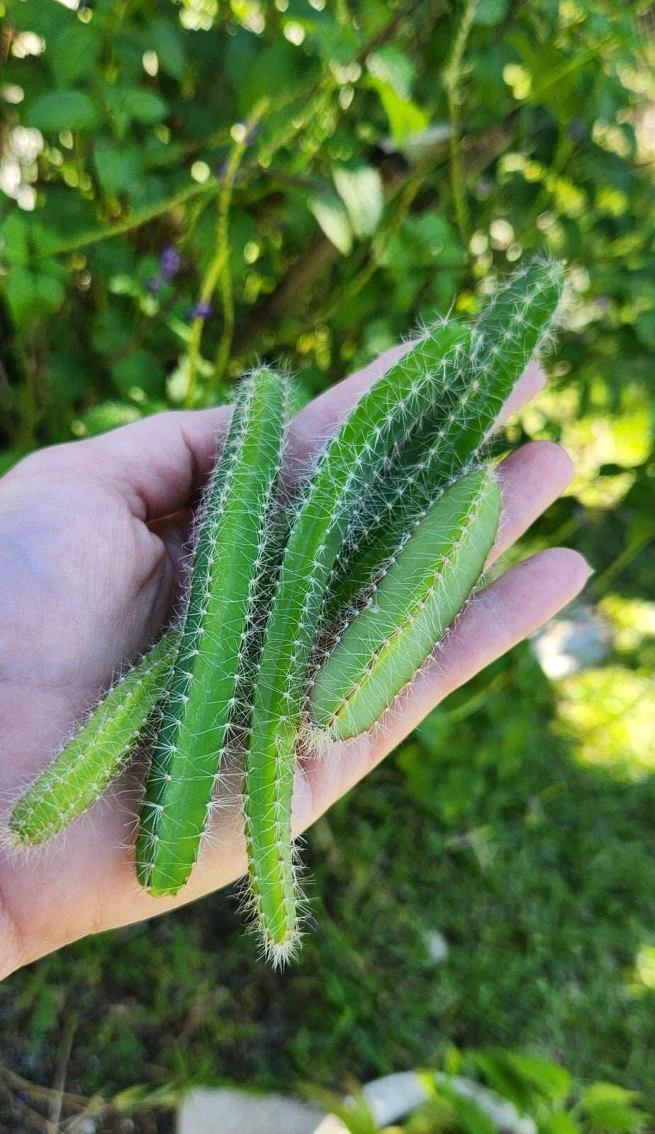 Fresh Cuttings Dog Tail Cactus 4x Aporocactus Flagelliformis Succulent Plant for Propagation, Trailing, Low Maintenance