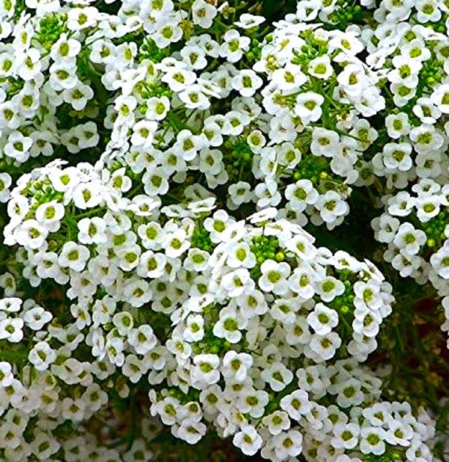 Sweet Alyssum Seeds - Over 800 Fragrant Lobularia maritima Ground Cover Seeds for Borders, Containers & Pollinator Gardens