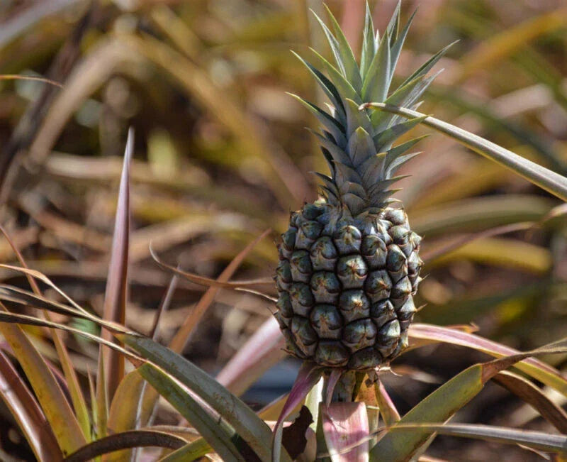 Rondon Pineapple Seeds 15+ Pack Ananas comosus Tropical Fruit Garden Planting Non-GMO Free Shipping